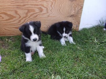 Border kolie /  collie štěňata s PP (FCI) - 13
