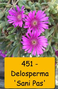 Netřesky, rozchodníky, delosperma na balkón i na zahradu. - 13