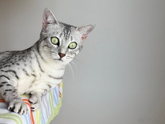 Egyptská Mau - kočička s rodokmenem - 13