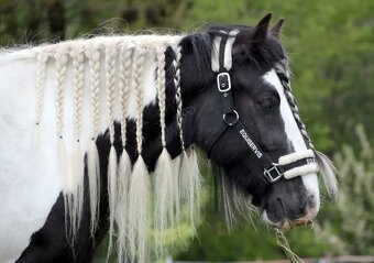 MILIONOVA kobylka irskeho coba (Irsky cob) - 13