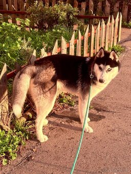 Štěně. Husky s PP 7měsíců 🥲 - 13