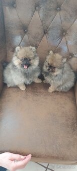 Pomeranian - 13
