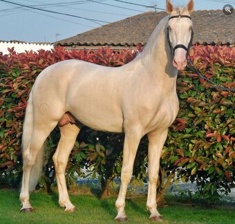 Puro Sangue Lusitano - roční hřebeček po Miura de Cais - 13