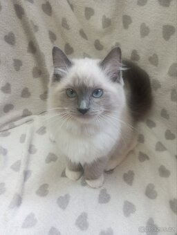 🐾 Čistokrevná Ragdoll koťátka s PP – ihned k odběru 🐾 - 13