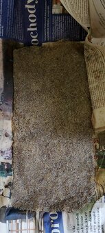 Krunýřovec jednopruhý - OTÍK - 13