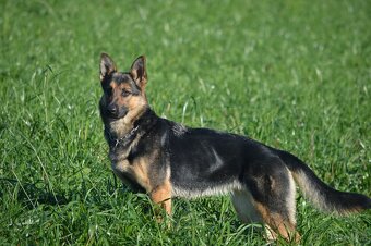 Německý ovčák-štěňata - 13