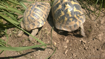 želva zelenavá a vroubená odrostlá mláďata - 13