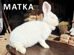 Králík na chov / maso - platí do smazání - 13