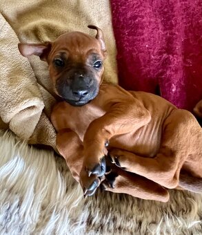 Rhodéský Ridgeback- štěňata s PP, odběr koncem listopadu - 13