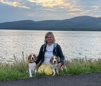 Bigel, bigl, beagle s PP /FCI/ - 13