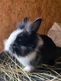 Králíci- zakrslý - 13