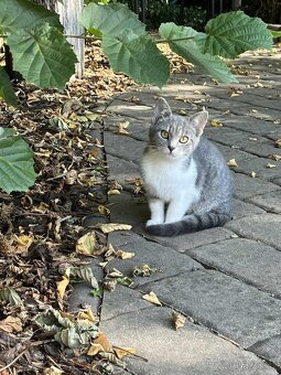 Daruji kocourka a kočičku dorostence - 13