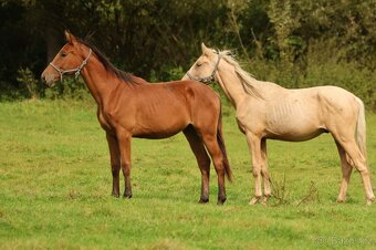 2,5 letí atraktivní a hodní valáškové - 13