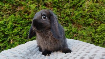 Zakrslý beránek, králíček, králík - PEGAS - 13
