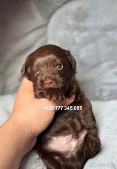 Maltipoo F1 Chocolate ‼️ 900€ / Graff - 13
