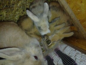 Prodám zakrslé králíky - 13