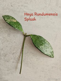 Pokojová rostlina - hoya voskovka - různé, řízek - 13