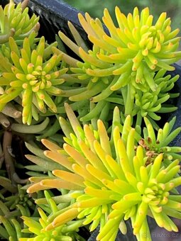 TRVALKY, SKALNIČKY, BYLINKY - 13