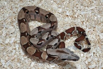 Boa imperator- Sharp Sunglow 66% het Sterling,Hypo Sterling - 13