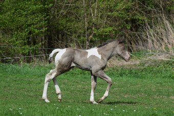 Připouštění AQH plemenným hřebcem Classic Champagne - 13