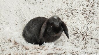 Zakrslý beránek, králíček, králík - ELLA - 13