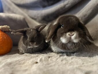 Minilop zakrslý kralíček - 13