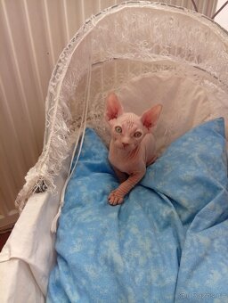 Kanadský sphynx - 13