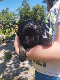 FENKA- KŘÍŽENEC, BERNSKÝ SALAŠNICKÝ X LABRADOR - 13