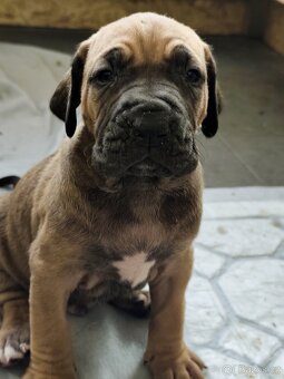 Brazilská fila - 13