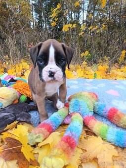 Německý boxer - 13