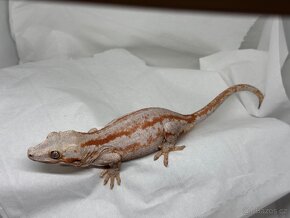 R. Auriculatus - 13