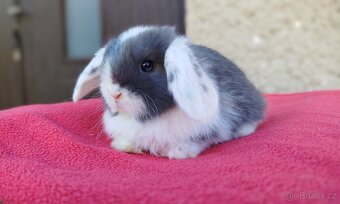 Zakrslý beránek, králíček, králík - ELIAH - 13