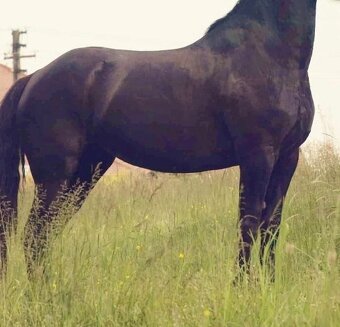 Drezurní sedlo 17,5 komora 2 - 13