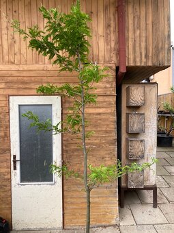 Okrasný strom, Dřezovec trojtrnný - 13