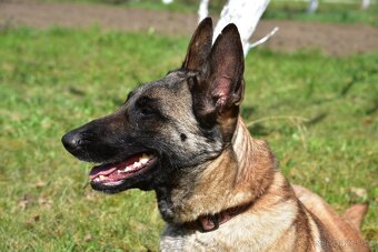 Malinoiska Naomi hledá domov - 13