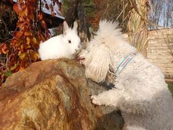 Zakrslý králíček - 13