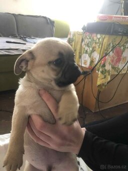 Štěňata Mops - 13