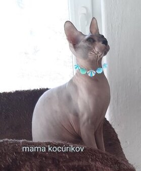 Don Sphynx Kocourky - 13