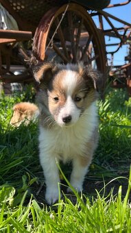 Štěňátka Sheltie/Šeltie bez PP - 13