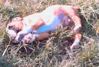 Zlatý pejsek Německý Boxer - 13