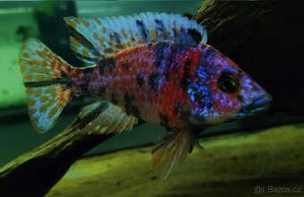 Tlamovci MALAWI 39 - 13