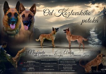 Belgický ovčák Malinois s PP - 13