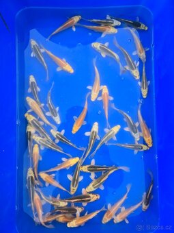 Koi 5-35cm - 13