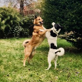 Kanaánský pes - štěňata s PP (Canaan dog) - 13