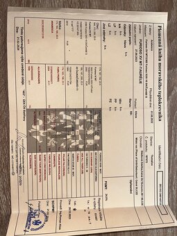 Klisna moravský teplokrevník - 13