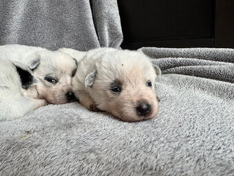 Australský honácký pes s PP - 13