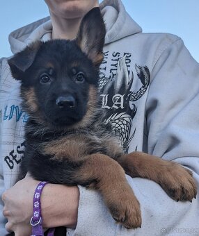 Německý Ovčák, Štěňata s PP exteriérová linie - 13