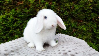 Zakrslý beránek, králíček, králík - TYMIÁN - 13