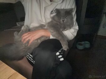 Prodej kocourka.. důvod stěhování - 13