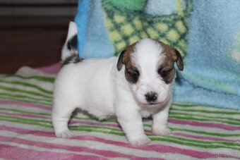 Jack Russell teriér s PP - 13